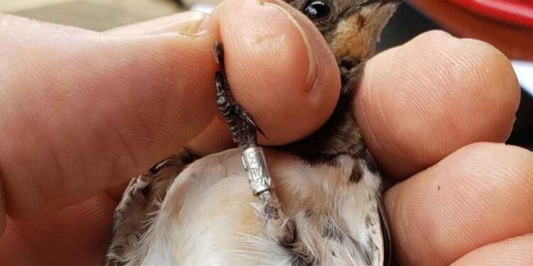 Сенсация: ласточку из Алматы обнаружили в Кении