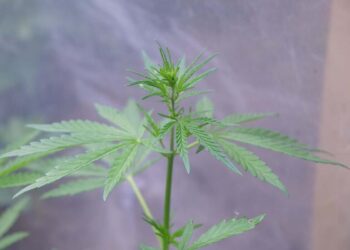 Павлодарда продюсер мен рэперден есірткі табылды