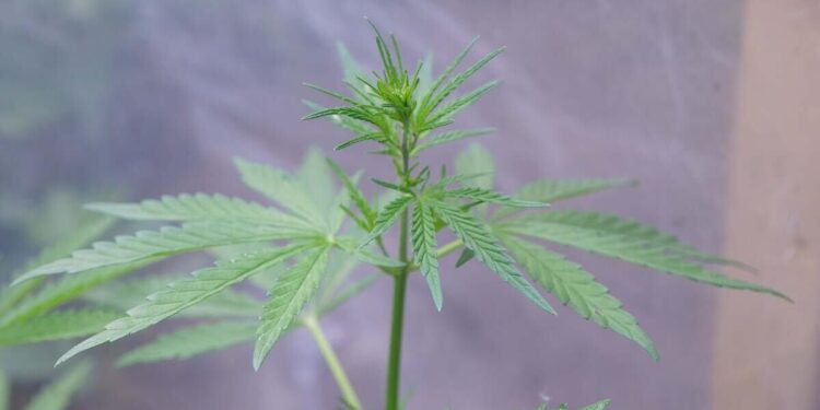 Павлодарда продюсер мен рэперден есірткі табылды