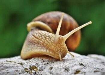 Ұлу жылы: 2024 жыл қандай болады?