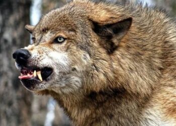 Қарқаралыда адамдарға шапқан қасқыр асыранды болып шықты