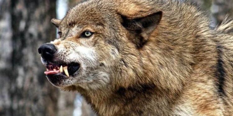 Қарқаралыда адамдарға шапқан қасқыр асыранды болып шықты