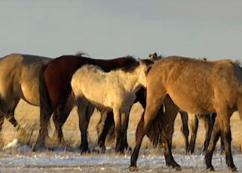 Қарағанды облысында жылқылар қырылып жатыр