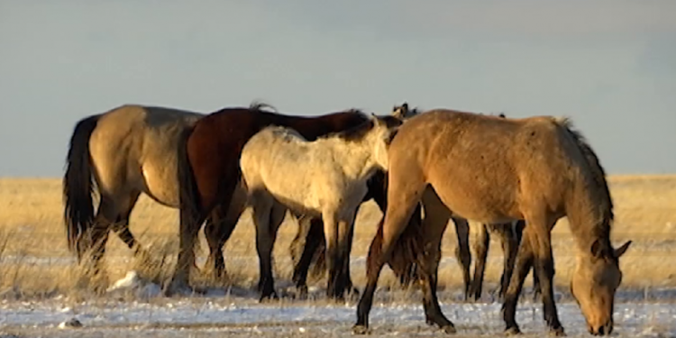 Қарағанды облысында жылқылар қырылып жатыр
