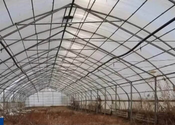 Қызылорда халқын арзан көкөніспен қамтуға тиісті 120 жылыжай қаңырап бос тұр