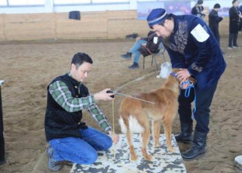 Ақтөбеде қазақы тазылардың таза қандылығын растайтын құжат рәсімделді