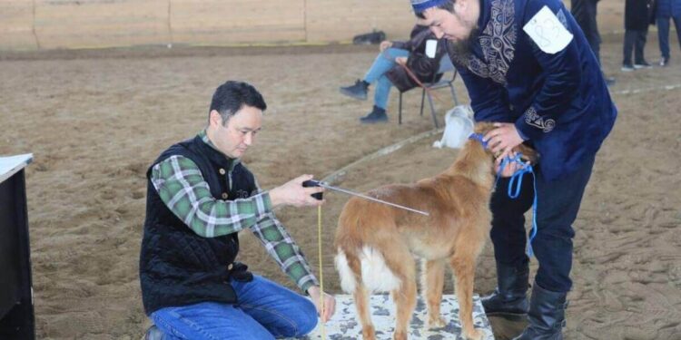 Ақтөбеде қазақы тазылардың таза қандылығын растайтын құжат рәсімделді