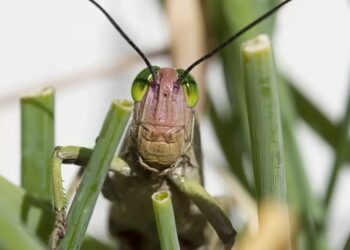 В Атырауской области ожидают массового вылета саранчи