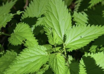 Елорда тұрғындары қарасораны заңсыз өсіргені үшін сотталды