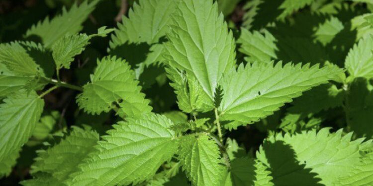 Елорда тұрғындары қарасораны заңсыз өсіргені үшін сотталды