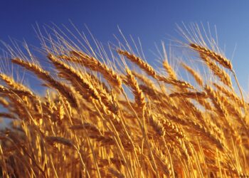 АРМЕНИЯ ҚАЗАҚСТАН БИДАЙЫН САТЫП АЛУҒА МҮДДЕЛІ