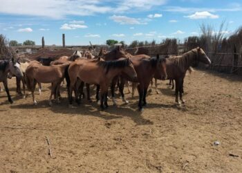 Қазақы жылқы тұқымын көбейтуге 701 млн теңге бөлінеді