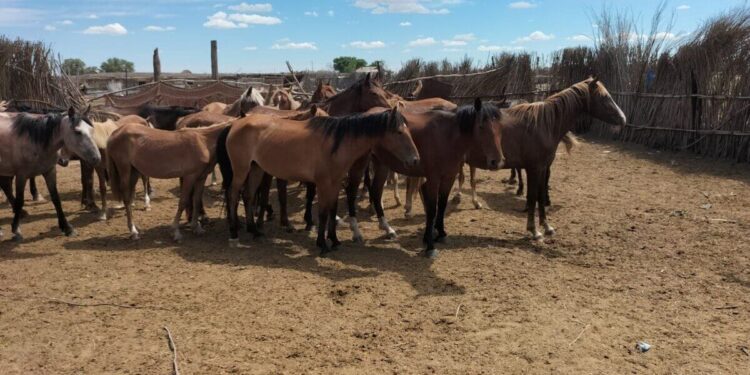 Қазақы жылқы тұқымын көбейтуге 701 млн теңге бөлінеді