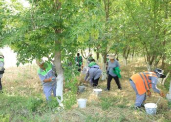 «ТАЗА ҚАЗАҚСТАН»: В ТУРКЕСТАНСКОЙ ОБЛАСТИ РЕАЛИЗУЕТСЯ ПРОЕКТ «ОБРАЗЦОВЫЙ АУЛ»