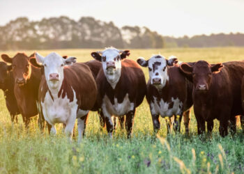 «АУЫЛ АМАНАТЫ»: ҚОСТАНАЙ ОБЛЫСЫ КӨШ БАСЫНДА