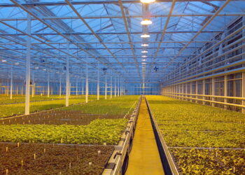 ТҮРКІСТАН ОБЛЫСЫНДА ӘЛЕМДЕГІ ЕҢ ҮЛКЕН ЖЫЛЫЖАЙ САЛЫНАДЫ