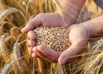 400 МЫҢ ТОННА АСТЫҚТЫ ӨҢДЕЙТІН ЗАУЫТ САЛЫНАДЫ