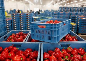 ҚАЗАҚСТАНДА КӨКӨНІС ӨНДІРІСІ ДАМЫП КЕЛЕДІ