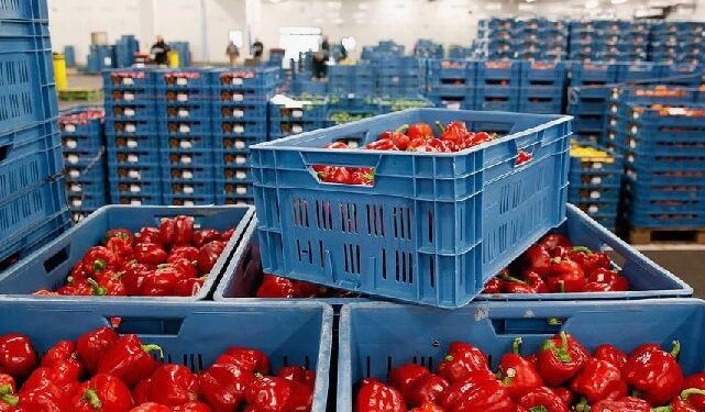 ҚАЗАҚСТАНДА КӨКӨНІС ӨНДІРІСІ ДАМЫП КЕЛЕДІ