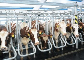 ЖЫЛ БАСЫНАН БЕРІ 16 СҮТ-ТАУАРЛЫ ФЕРМА ІСКЕ ҚОСЫЛДЫ