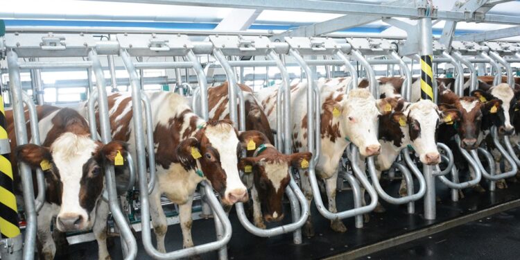 ЖЫЛ БАСЫНАН БЕРІ 16 СҮТ-ТАУАРЛЫ ФЕРМА ІСКЕ ҚОСЫЛДЫ