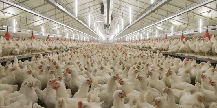 ҚҰС ЕТІН ӨНДІРУГЕ БАСЫМДЫҚ БЕРІЛЕДІ