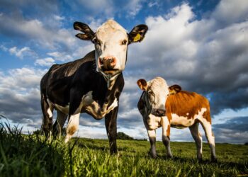 «АЙС» СЕРІКТЕСТІГІ СҮТ-ТАУАРЛЫ ФЕРМАЛАРҒА ЖЫЛЫНА 800 БАС СИЫР ӨТКІЗЕДІ