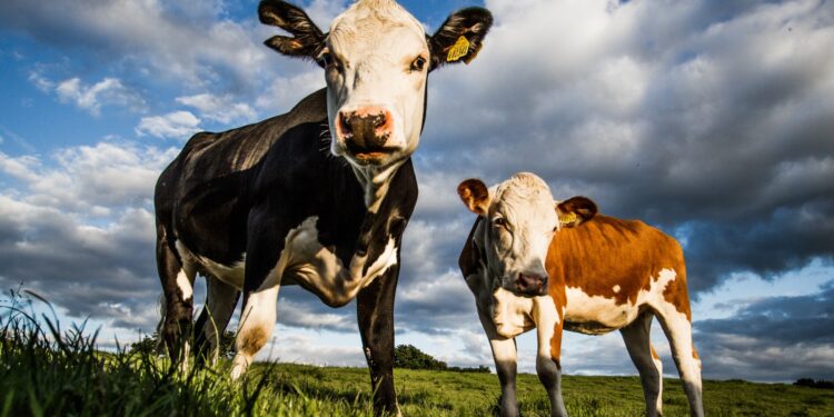 «АЙС» СЕРІКТЕСТІГІ СҮТ-ТАУАРЛЫ ФЕРМАЛАРҒА ЖЫЛЫНА 800 БАС СИЫР ӨТКІЗЕДІ