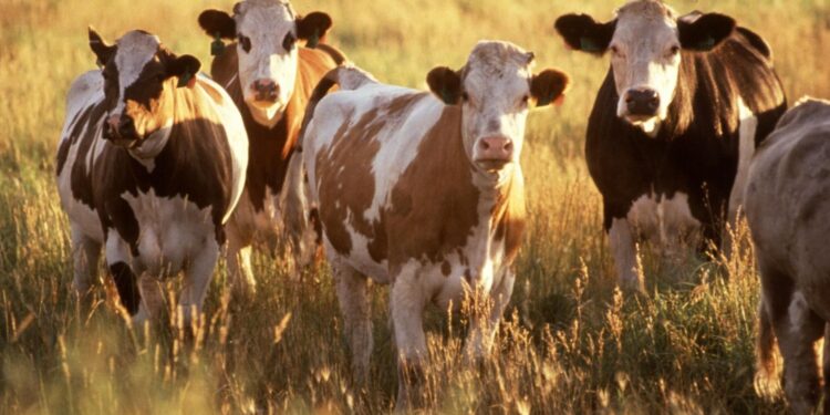 ҚАЗАҚСТАНДА МАЛ САНАҒЫ ЖҮРГІЗІЛМЕК