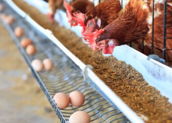 ТҮРКІСТАН ОБЛЫСЫНДА ҚУАТТЫЛЫҒЫ 200 МИЛЛИОН ЖҰМЫРТҚА ШЫҒАРАТЫН ҚҰС ФАБРИКАСЫ ІСКЕ ҚОСЫЛАДЫ