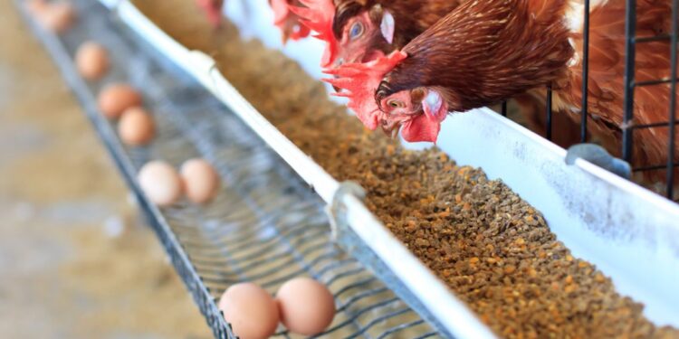 ТҮРКІСТАН ОБЛЫСЫНДА ҚУАТТЫЛЫҒЫ 200 МИЛЛИОН ЖҰМЫРТҚА ШЫҒАРАТЫН ҚҰС ФАБРИКАСЫ ІСКЕ ҚОСЫЛАДЫ