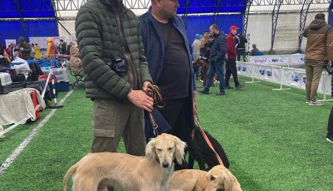 Біз тазы мен төбетті халықаралық деңгейде кеңірек дәріптеуіміз керек