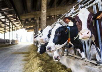 ПАВЛОДАР ОБЛЫСЫНДА ЗАМАНАУИ СҮТ ФЕРМАСЫ САЛЫНУДА