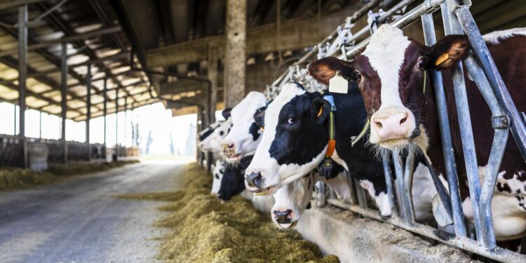 ПАВЛОДАР ОБЛЫСЫНДА ЗАМАНАУИ СҮТ ФЕРМАСЫ САЛЫНУДА