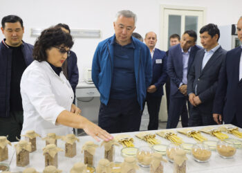 «Таймас» жұмсақ жаздық бидайдың жаңа сортының сапасы шетелдік және отандық селлекциялық сорттардан әлдеқайда жақсы