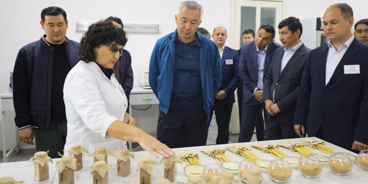 «Таймас» жұмсақ жаздық бидайдың жаңа сортының сапасы шетелдік және отандық селлекциялық сорттардан әлдеқайда жақсы