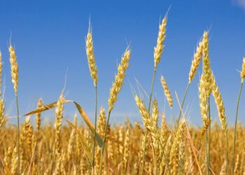 ҚАЗАҚСТАН ҮКІМЕТІ АСТЫҚҚА ЭКСПОРТТЫҚ БАЖ САЛЫҒЫН ЕНГІЗБЕЙДІ