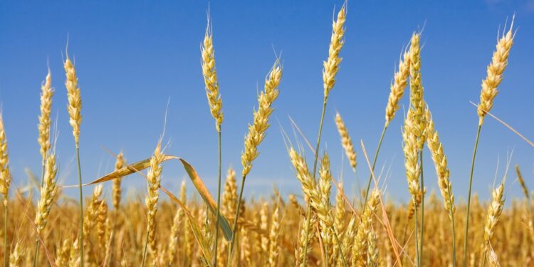 ҚАЗАҚСТАН ҮКІМЕТІ АСТЫҚҚА ЭКСПОРТТЫҚ БАЖ САЛЫҒЫН ЕНГІЗБЕЙДІ