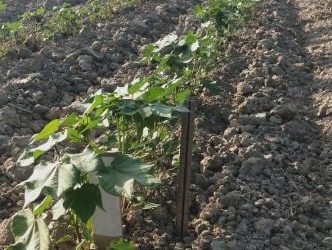 Жобаның негізгі мақсаты-бәсекеге қабілетті мақта сорттарын жасау.