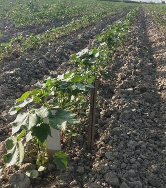 Жобаның негізгі мақсаты-бәсекеге қабілетті мақта сорттарын жасау.