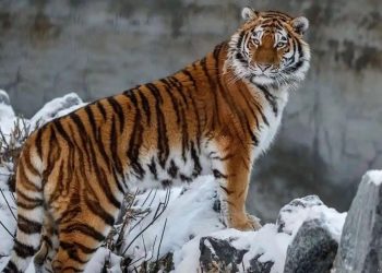 Қазақстанға Нидерландыдан екі жолбарыс әкелінді