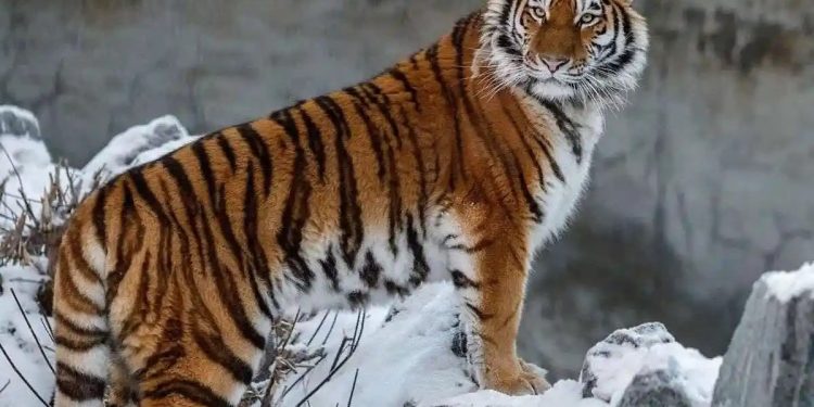 Қазақстанға Нидерландыдан екі жолбарыс әкелінді