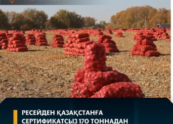 Ресейден Қазақстанға сертификатсыз 170 тоннадан астам картоп әкелінуге тырысты