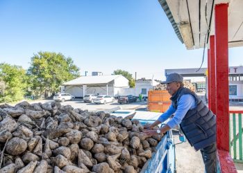 Ақсу және Көксу қант зауыттары қант қызылшасын қабылдай бастады