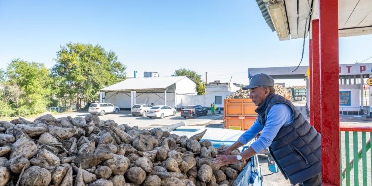 Ақсу және Көксу қант зауыттары қант қызылшасын қабылдай бастады