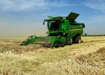 Қызылорда облысында күріштің өнімділігі 52 ц / га-дан асты