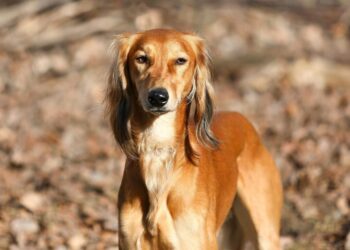 «Тазы – ежелгі қазақы ит тұқымы». FCI-дың әдепкі шешімі жарияланды