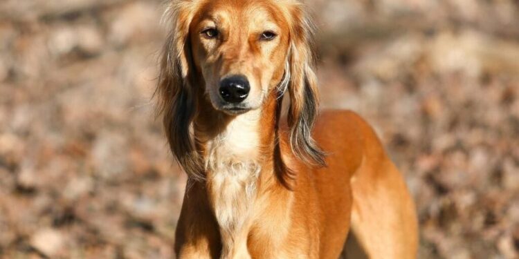 «Тазы – ежелгі қазақы ит тұқымы». FCI-дың әдепкі шешімі жарияланды