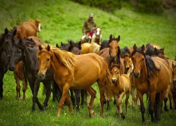 БИЕ СҮТІНЕН КОСМЕТИКА ӨНДІРІЛЕДІ