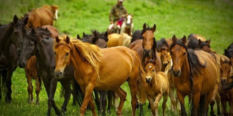 БИЕ СҮТІНЕН КОСМЕТИКА ӨНДІРІЛЕДІ